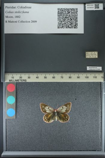 Media type: image;   Entomology 184529